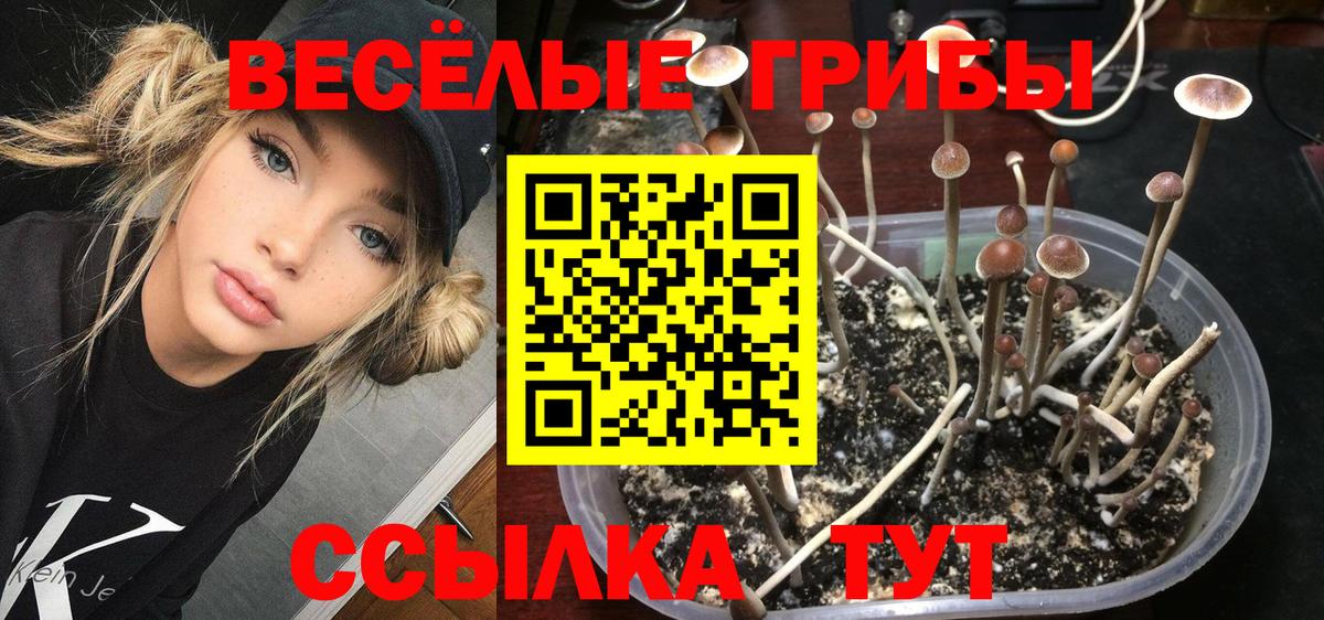 Ивантеевка  Галлюциногенные грибы Psilocybe  Вход с VPN 